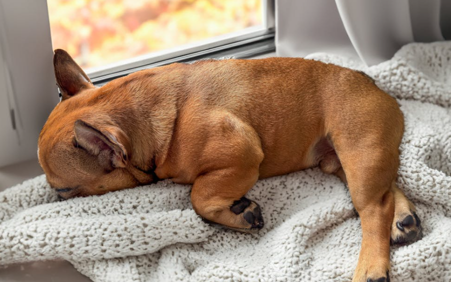  Cost of Raising a Puppy
