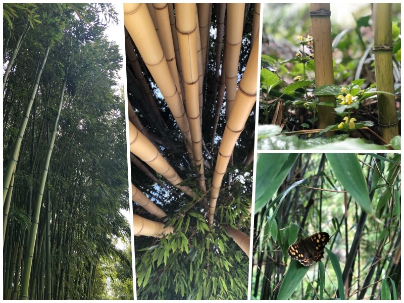 대나무 사진 4종 모음
