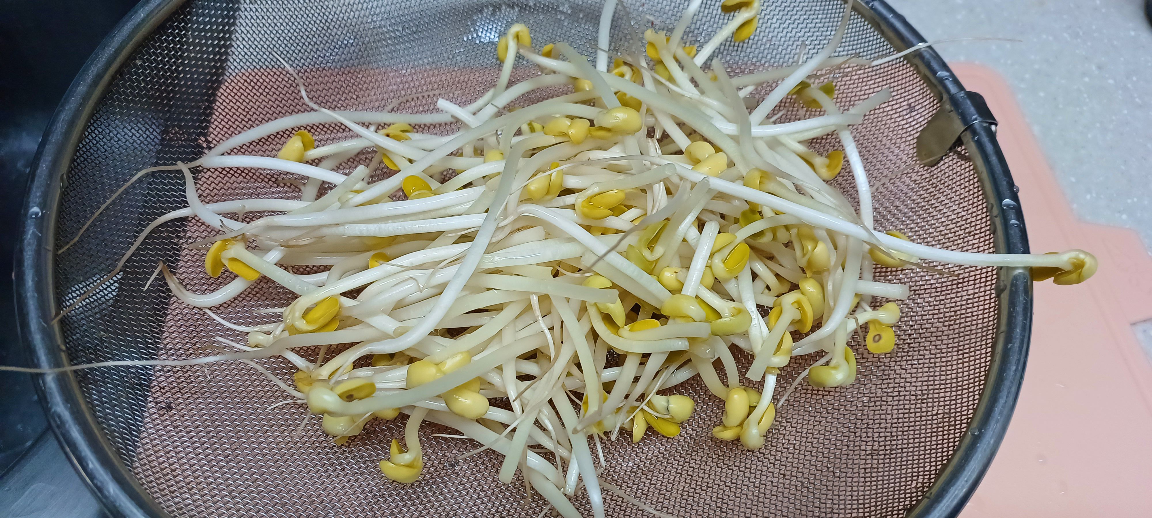콩나물
