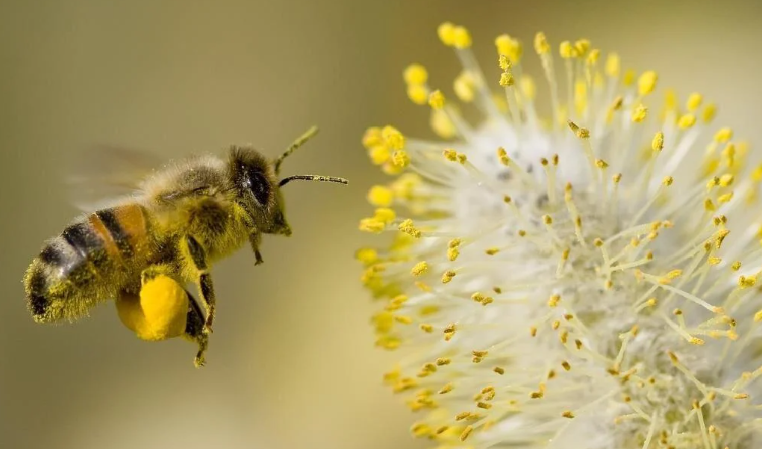 Legal Battle Unfolds Canadian Bee Ban Sparks Controversy
