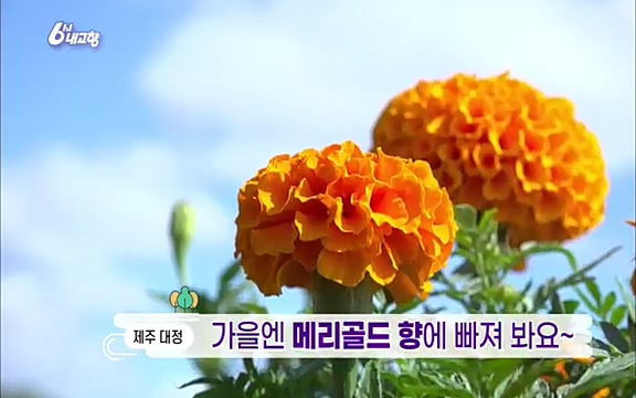 [7612회] 6시 내고향 - KBS7612회] 6시 내고향.ts_20220912_171932.799.jpg