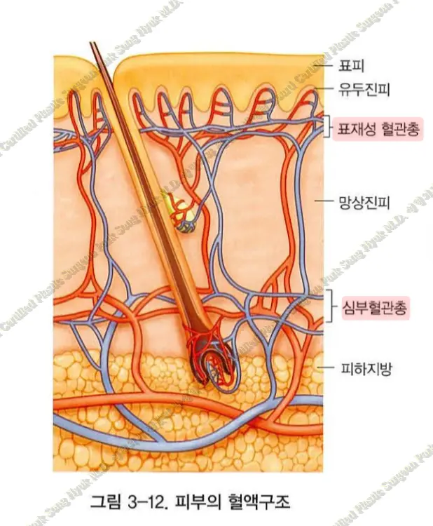 혈관총