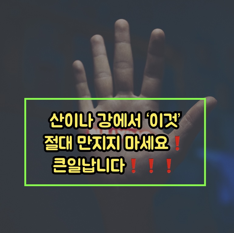  산이나 강에서  ‘이것’ 절대 만지면 안되요!! 큰일납니다!