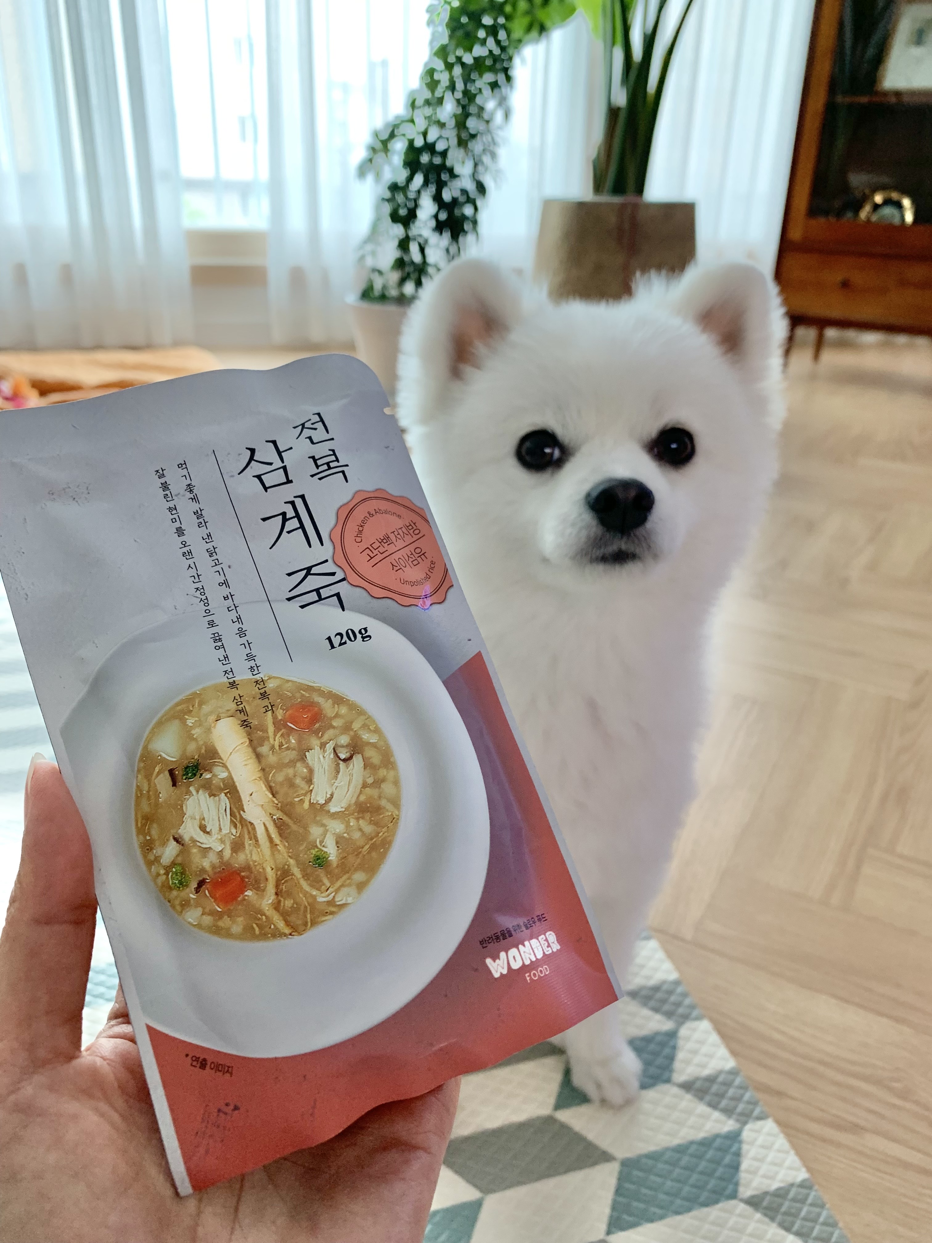  강아지도 보양식을 먹어야 하는 이유?