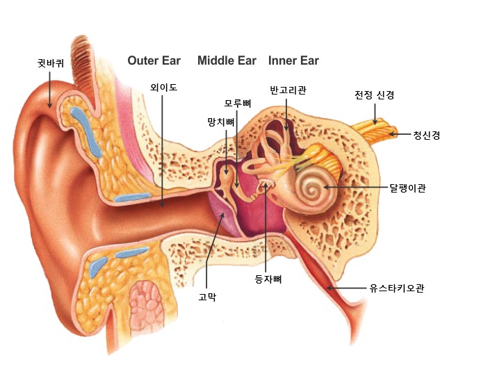 귀의 구조를 보여주고있는 그림 