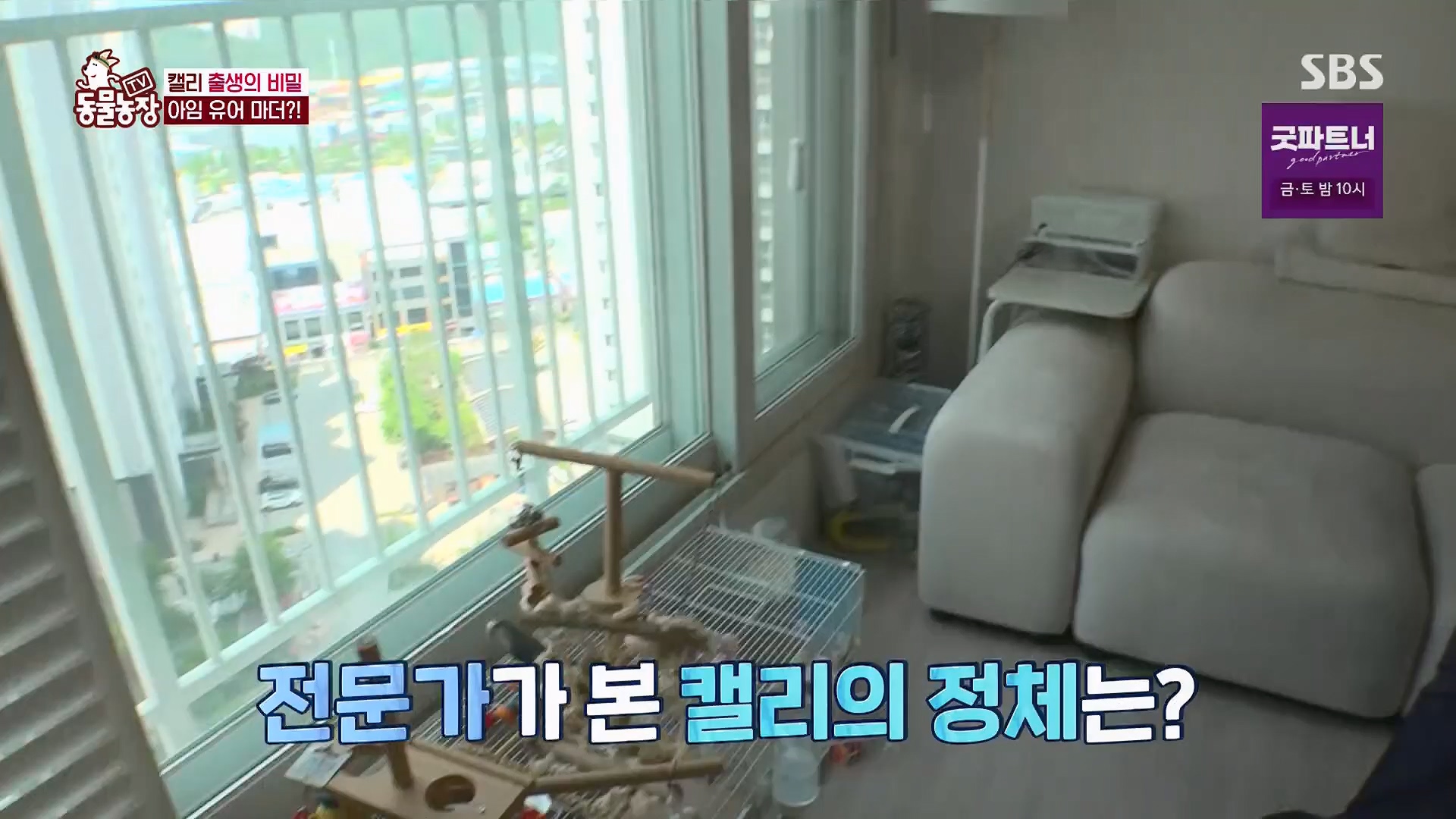 TV 동물농장.E1180.240714p.H264-F1RST.mp4_20240715_201733.829.jpg