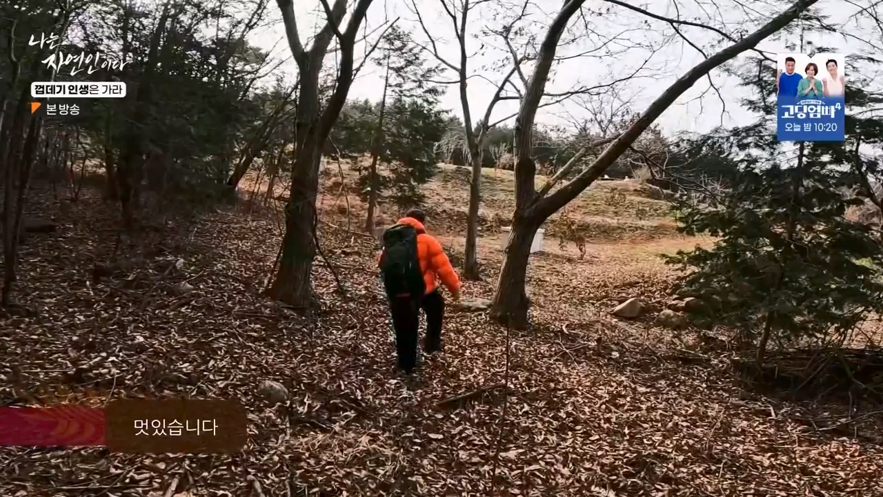 나는 자연인이다.E590.240125p-NEXT.mp4_20240125_200030.604.jpg