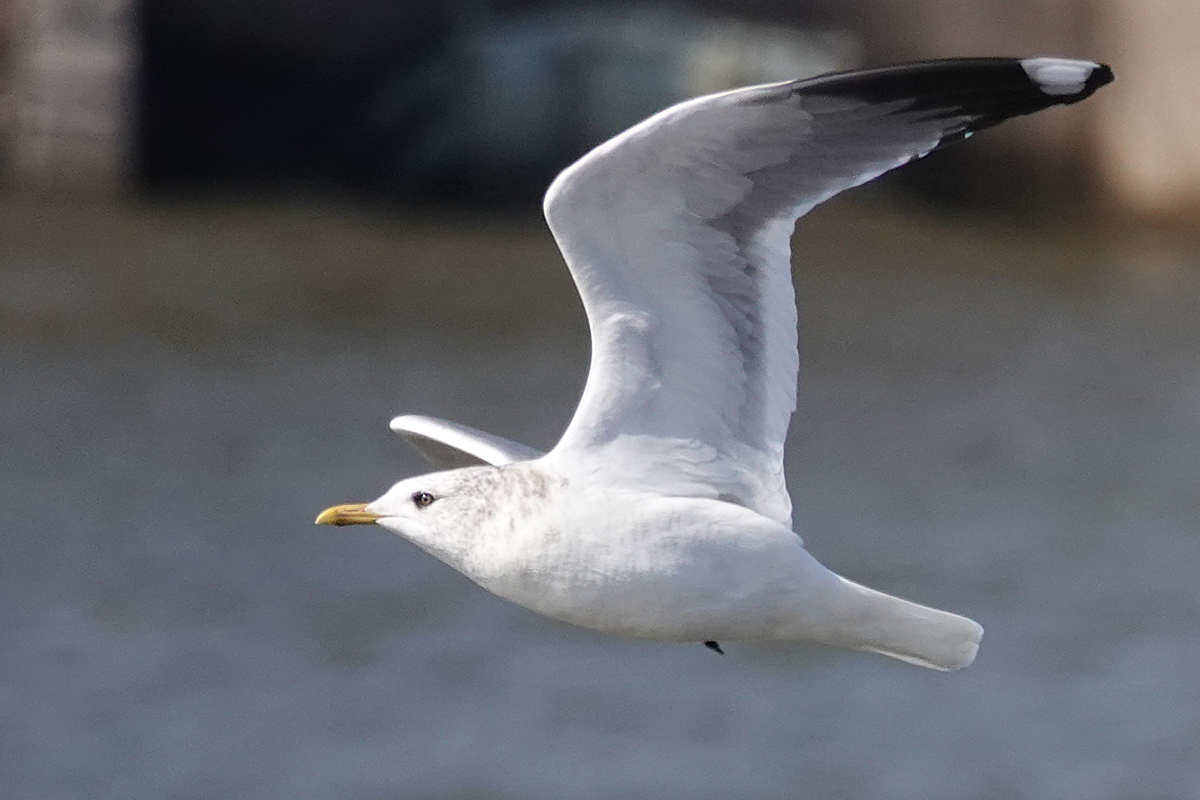  [갈매기과] 낙동강 중사도의 재갈매기(Vega Gull)