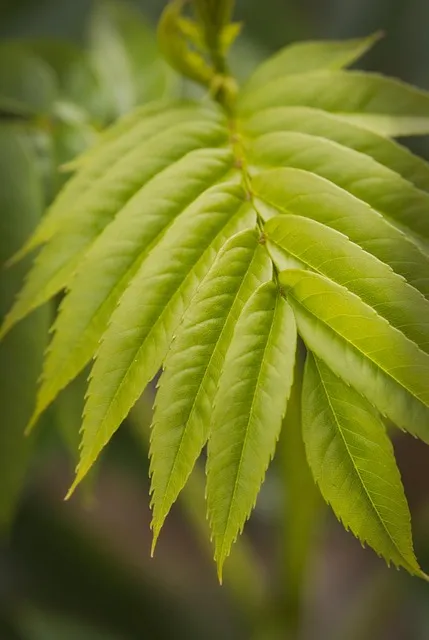 마가보감 가격 정보 및 효능 8가지 효과적 섭취법 알아보기_1