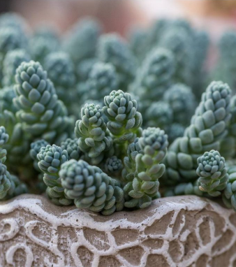 Sedum Dasyphyllum Minor