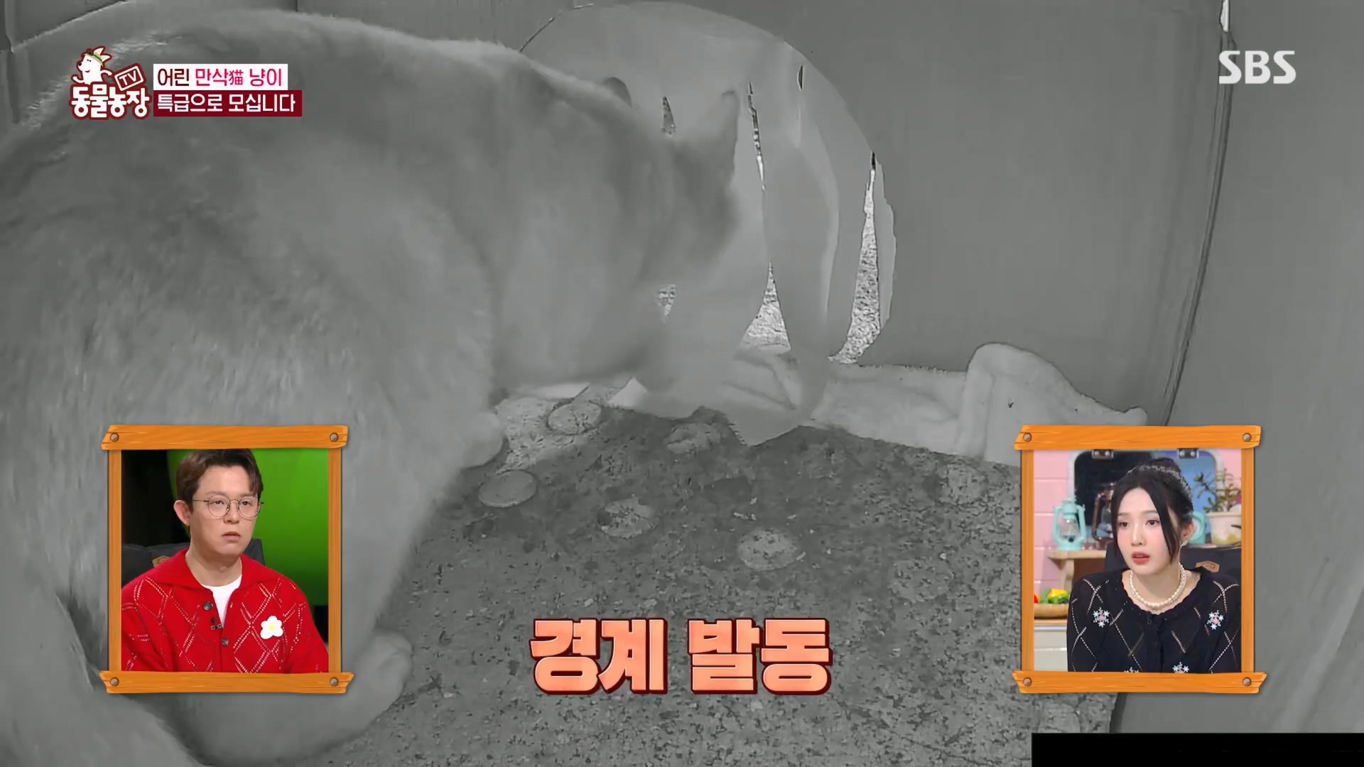 TV 동물농장.E1170.240505p.H264-F1RST.mp4_20240505_153810.247.jpg