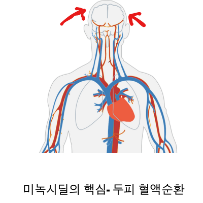 인체-혈류흐름도