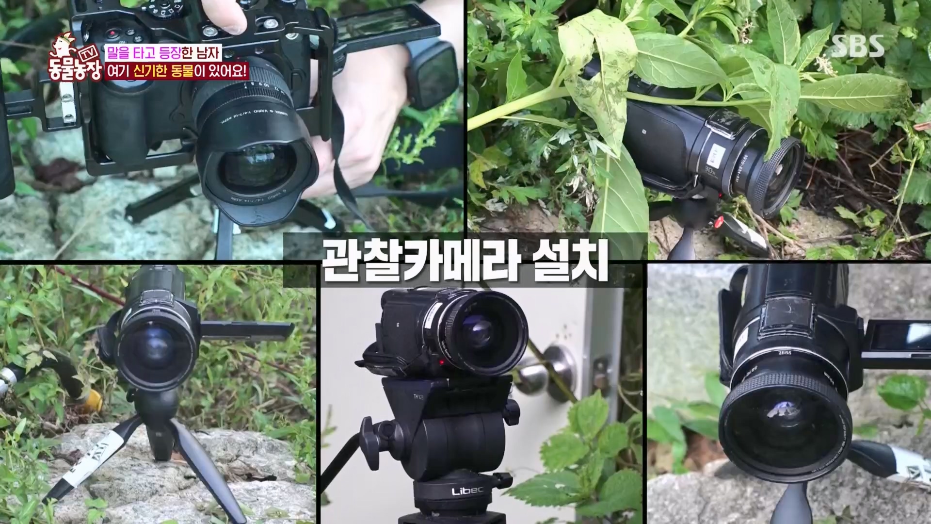 TV 동물농장.E1139.230924p.H264-F1RST.mp4_20230924_172344.449.jpg