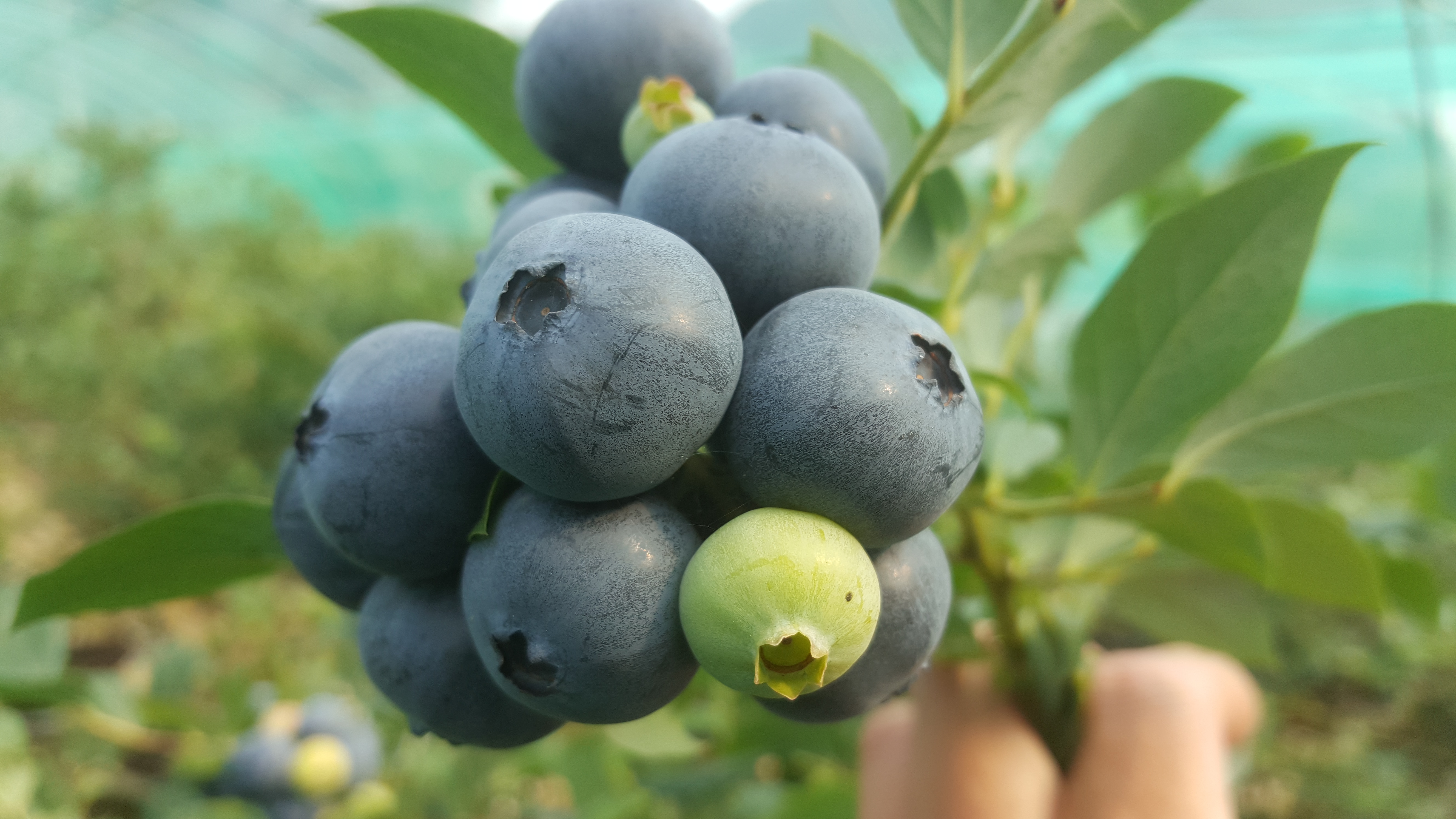 블루베리 항산화 효능 - 스프링하이 열매