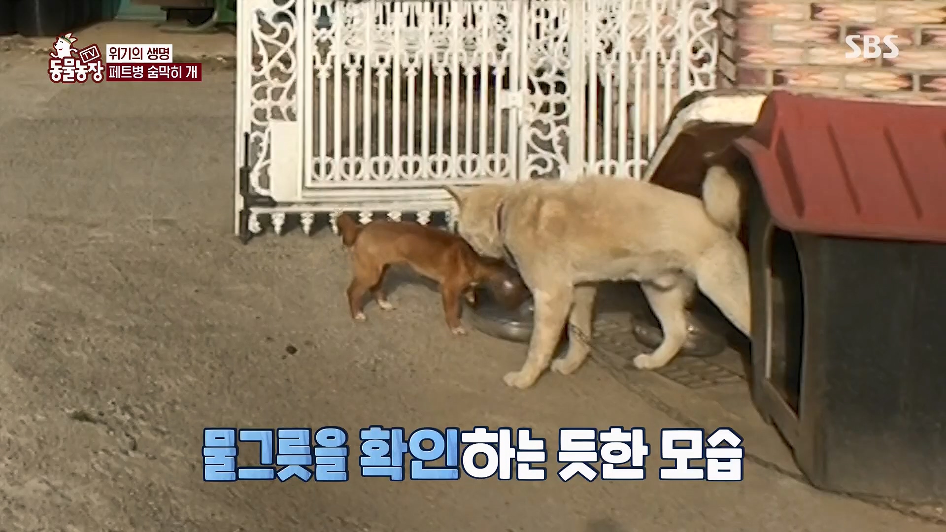 TV 동물농장.E1119.230507p.H264-F1RST.mp4_20230507_135910.868.jpg