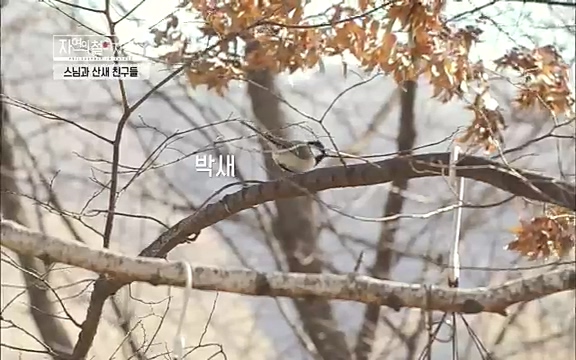 [3회] 자연의 철학자들 - KBS새처럼 살고 싶어라] 자연이라는 위대한 법당에서 숲의 울림, 새들의 소리를 들으며 깨달음을 얻은 도연 스님.ts_20220320_151903.373.jpg