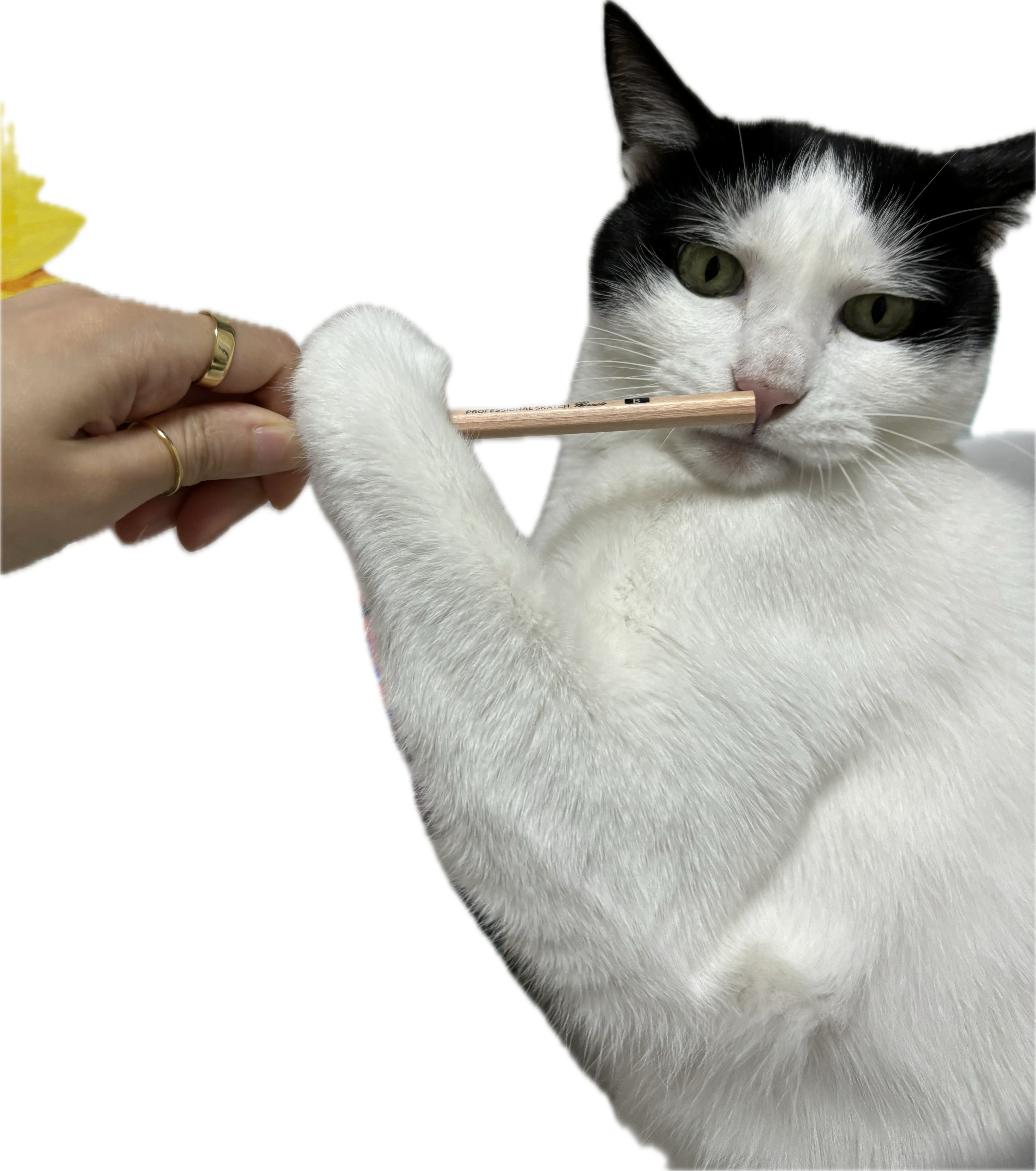 alt 태그
