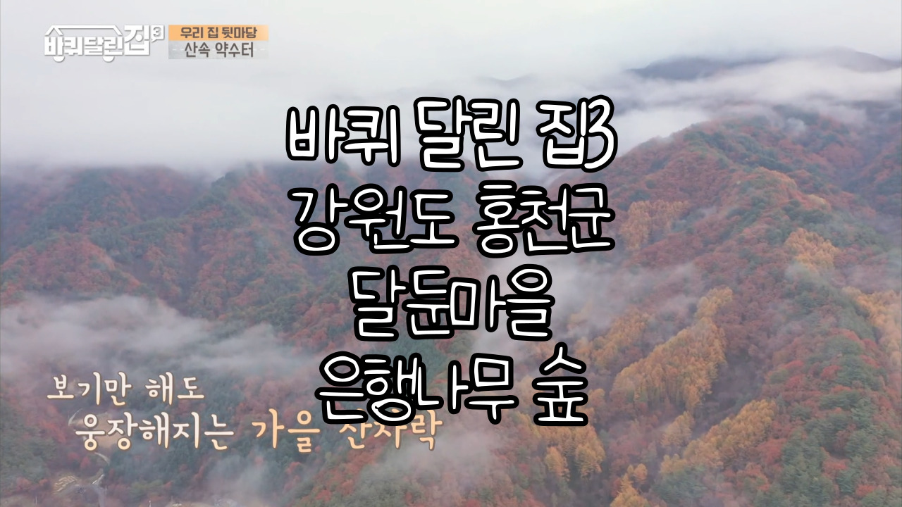  tvN <바퀴달린 집3> 9회 강원도 홍천 "달둔 은행나무숲", "오대산 삼봉약수", "트리하우스"