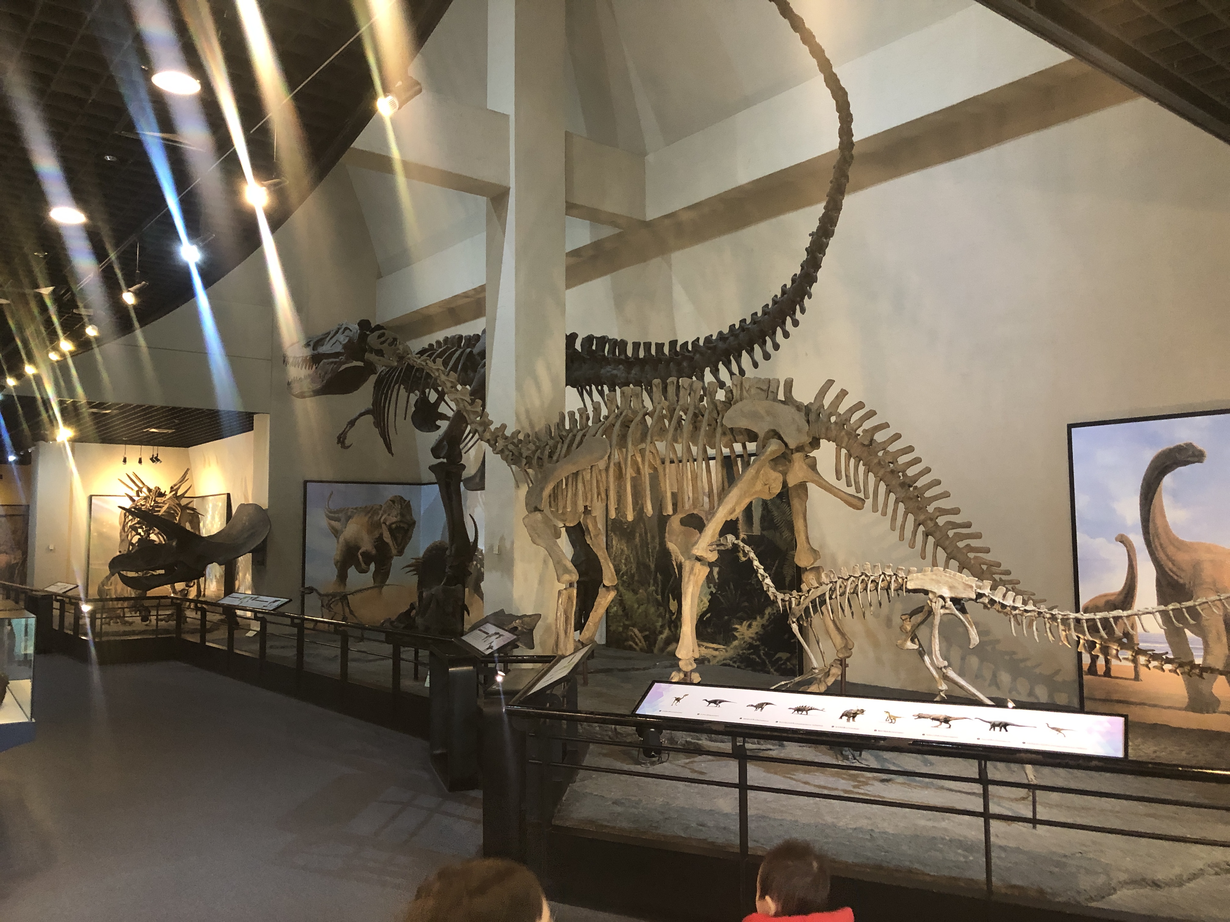 민수랜드-고성공룡박물관 공룡뼈2