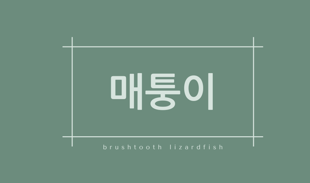 매퉁이(brushtooth lizardfish)