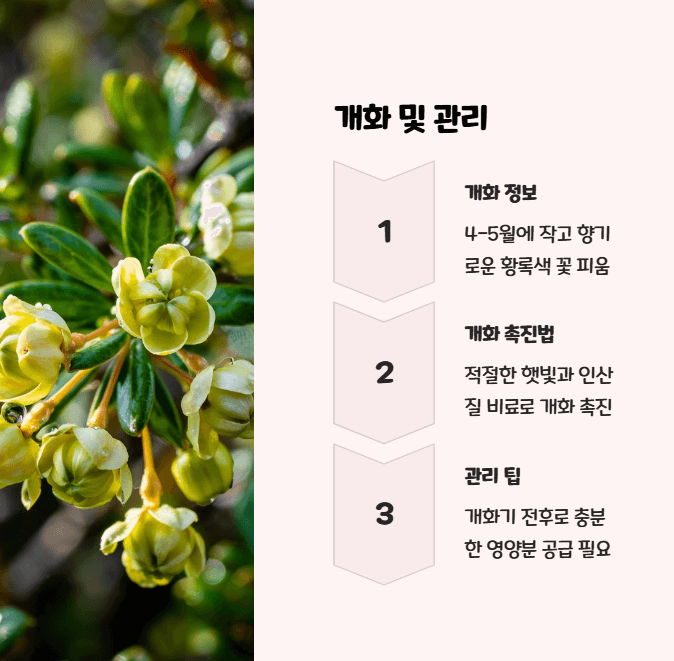회양목 꽃
