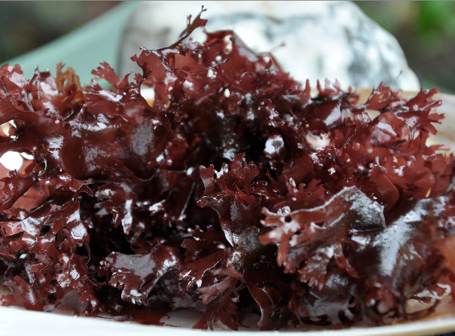  덜스 (DULSE) 효능 및 부작용, 섭취법은?