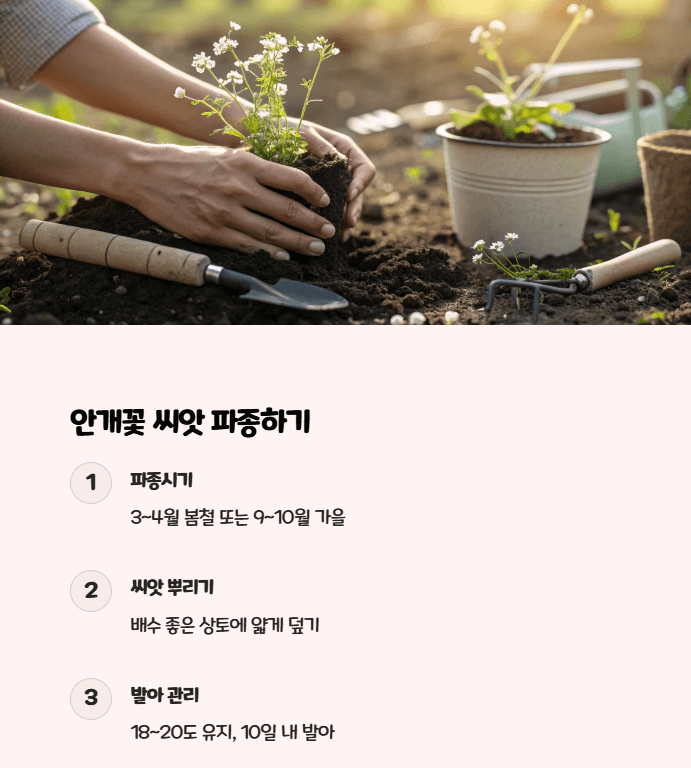 안개꽃 파종시기