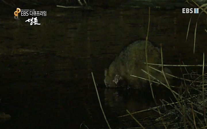 EBS 다큐프라임_ 220628.avi_20220629_210216.165.jpg