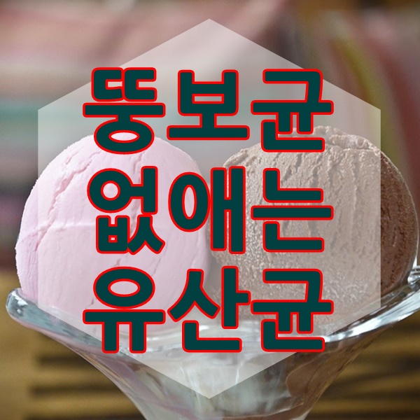  뚱보균 없애는 유산균 이거면 되요