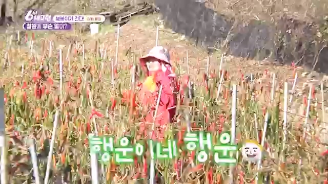 6시 내고향_김장의 필수품 평창 고랭지 배추 - 강원 평창 [슬기로운 두 반장] 슬기로운 어르신들을 찾아서 (충북 제천) [붕붕이가 간다] 철원에 무슨 일이 (강원 철원) [인생은 행복海] 우리는 환상의 사촌 (경남 통영).ts_20231117_205444.514.jpg