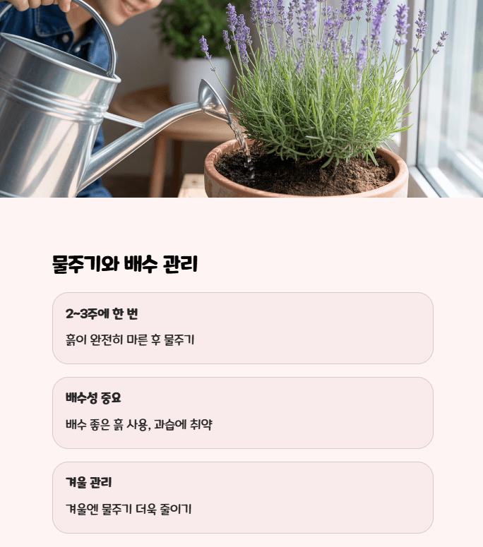 잉글리쉬 라벤더