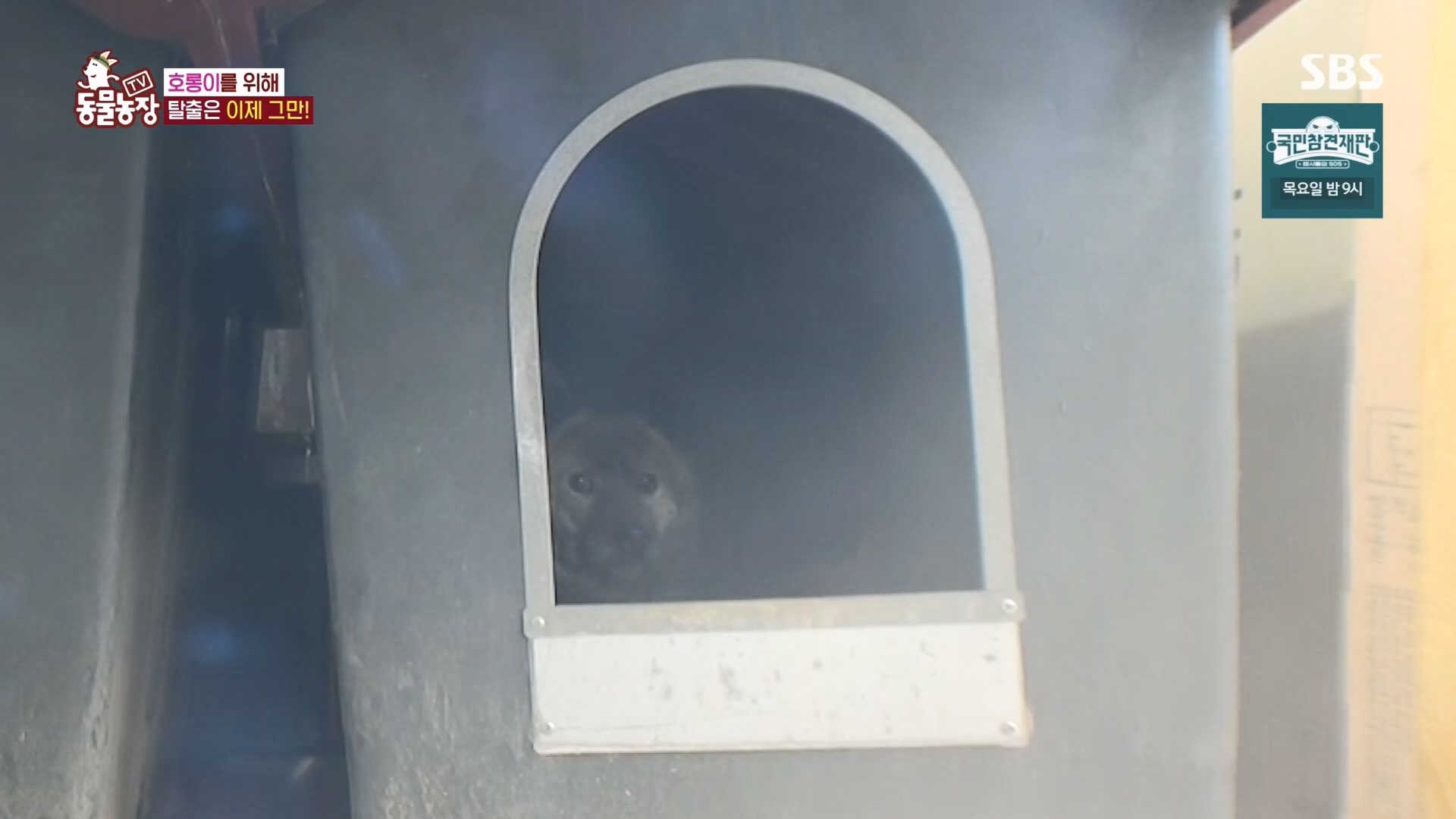 TV 동물농장.E1160.240225p.H264-F1RST.mp4_20240225_165135.345.jpg