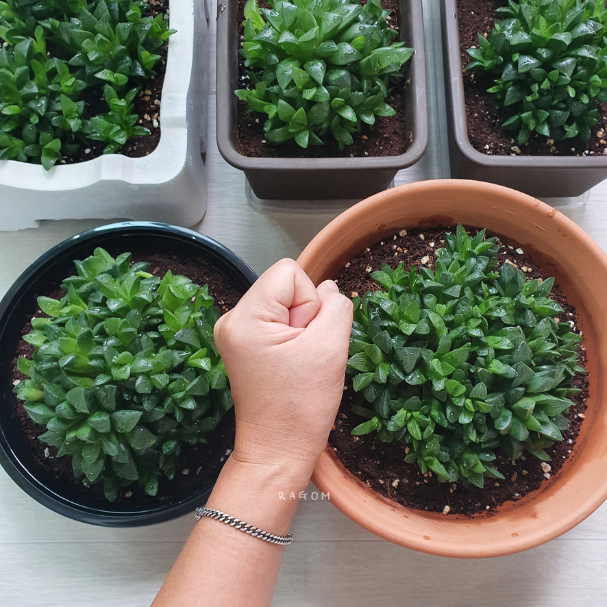 국민다육하월시아수 ? 그리고 3