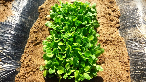 텃밭에 김장 배추 모종심기