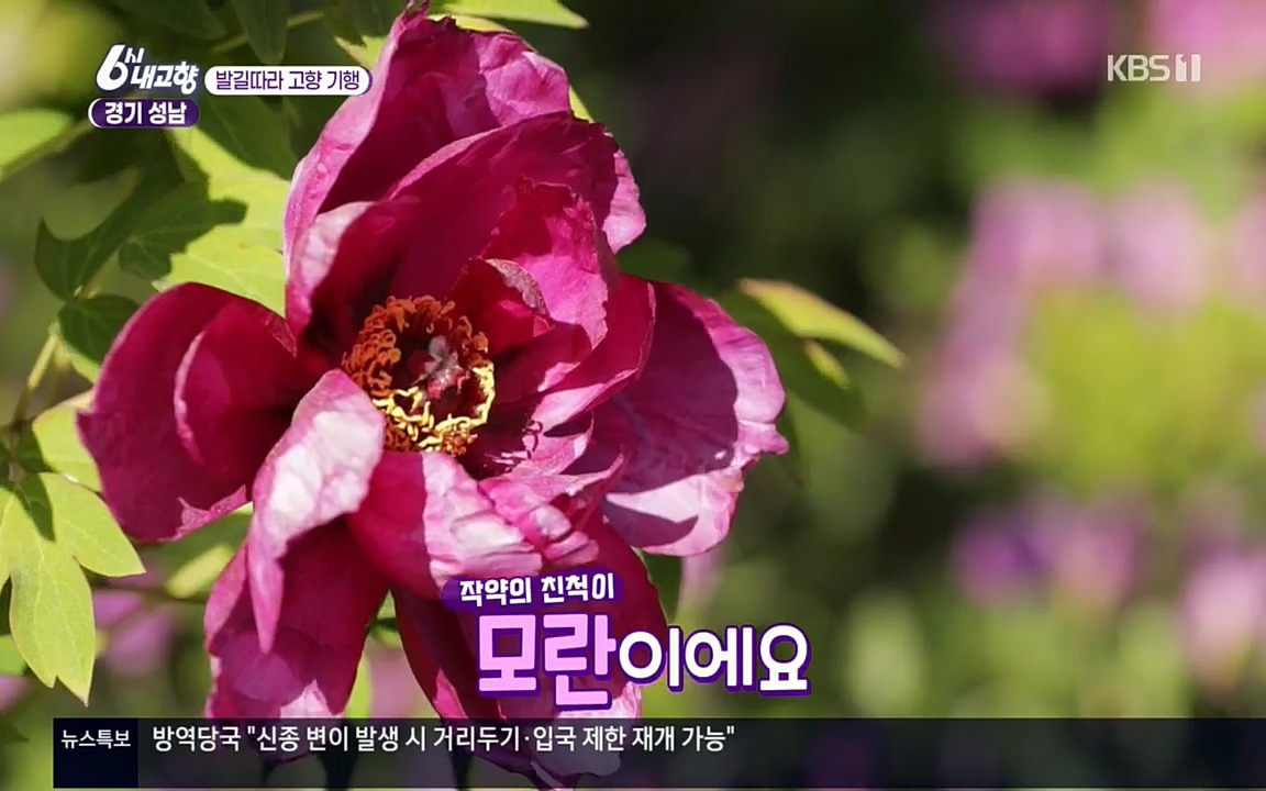 6시 내고향.E7530.220512p.H264-F1RST.mp4_20220516_190922.134.jpg