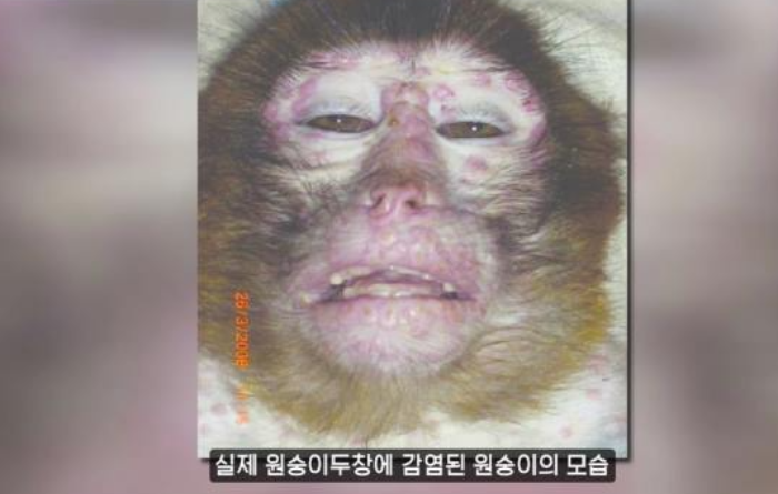 실제 원숭이두창에 감염된 원숭이 모습