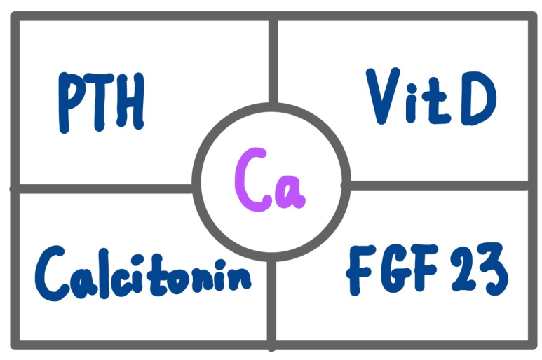 칼슘 관련 호르몬 = PTH, 비타민D, calcitonin, FGF23