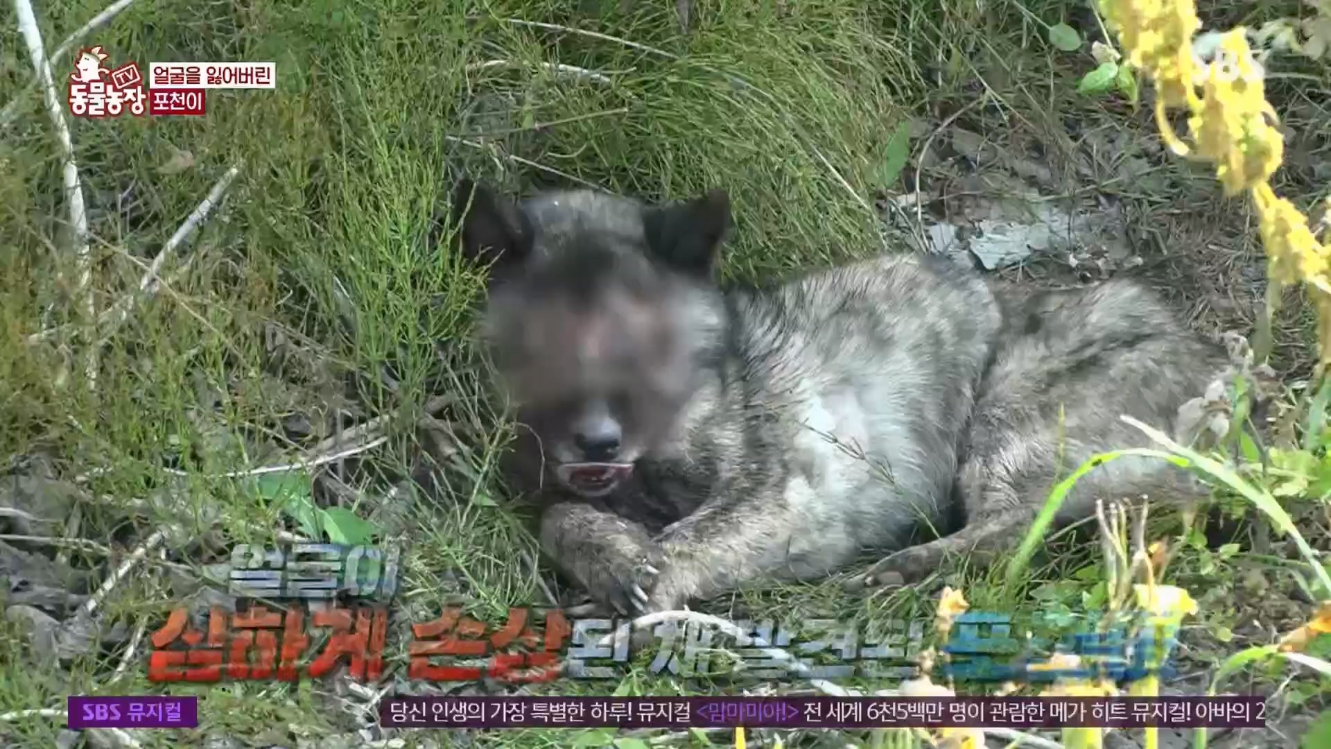 TV 동물농장.E1116.230416p.H264-F1RST.mp4_20230418_194212.161.jpg