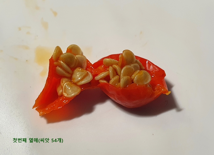 예루살렘 체리 씨앗 채집 (54개)