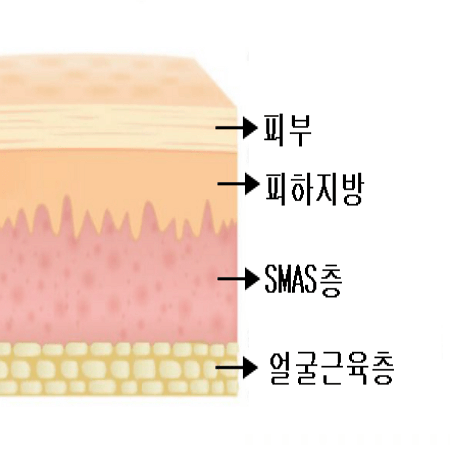 SMAS층과 얼굴근육층의 위치