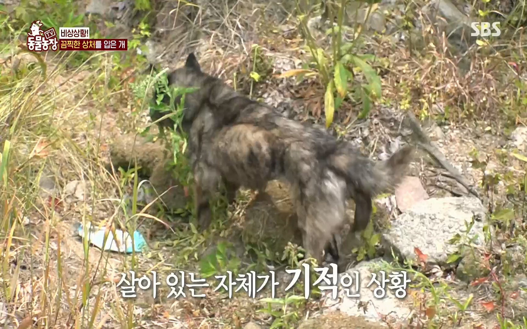 TV 동물농장.E1077.220710p.H264-F1RST.mp4_20220710_175435.148.jpg