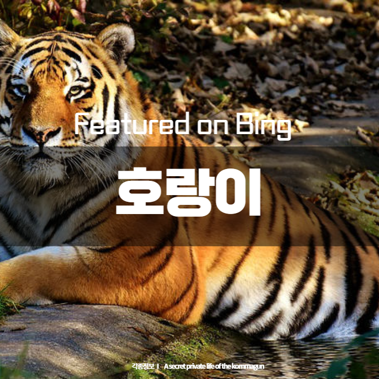  Featured on Bing 호랑이 Tigers