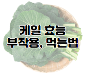 치커리 효능 13가지와 부작용 및 먹는 법