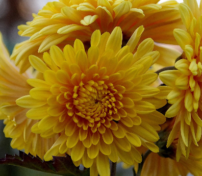  국화 (CHRYSANTHEMUM) 효능 부작용 섭취법은?