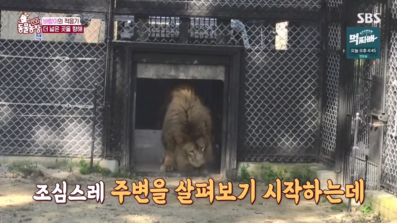 TV 동물농장.E1140.231009p-NEXT.mp4_20231008_174828.759.jpg