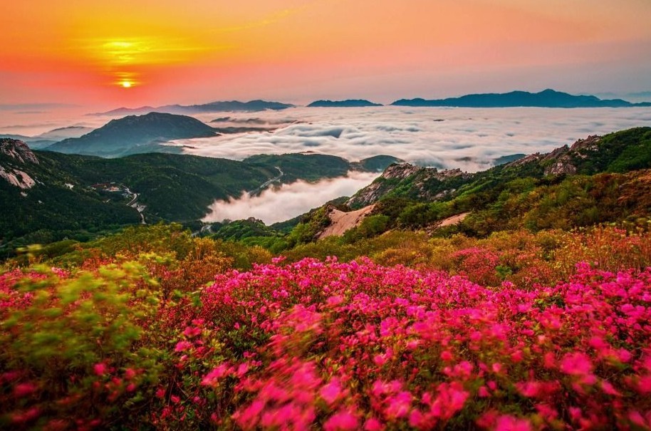 황매산 철쭉 축제