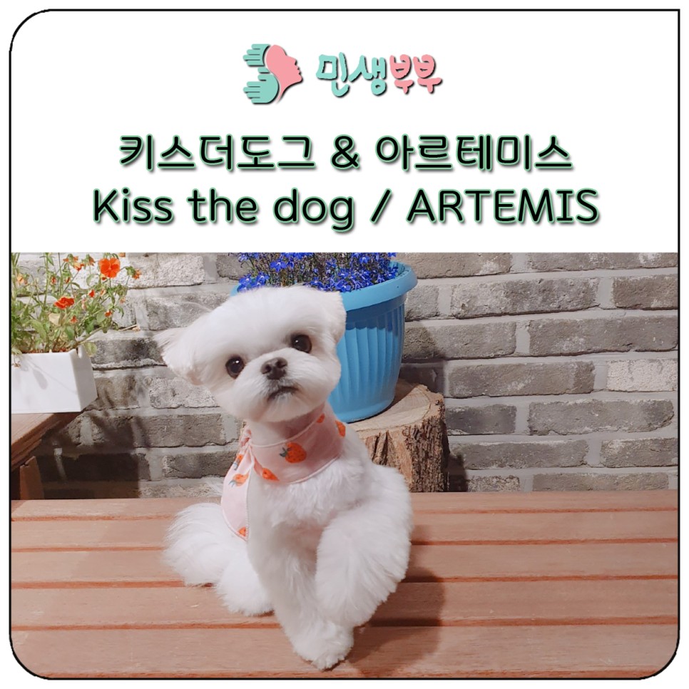 미용가위 전문샵 키스더도그 16