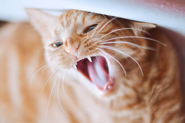 이빨을-드러내고-있는-앙칼진-고양이