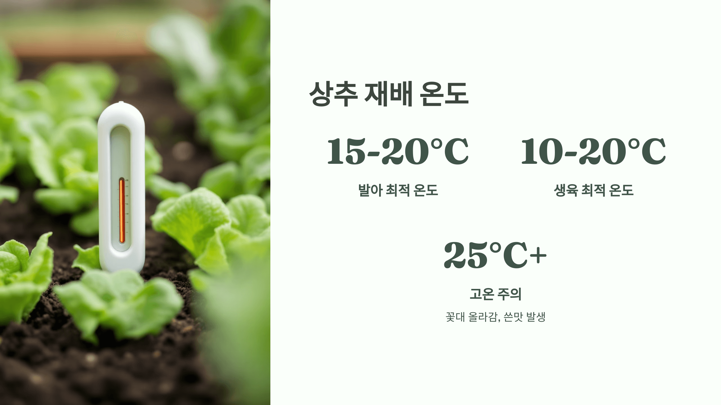 상추 사진입니다.