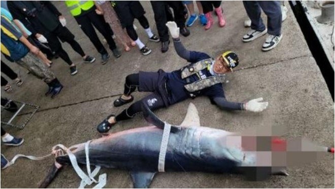 포항 청상아리